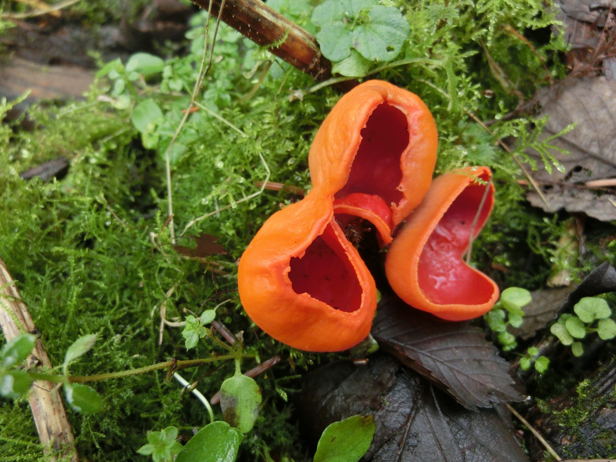 Verborgen wereld van Paddenstoelen
