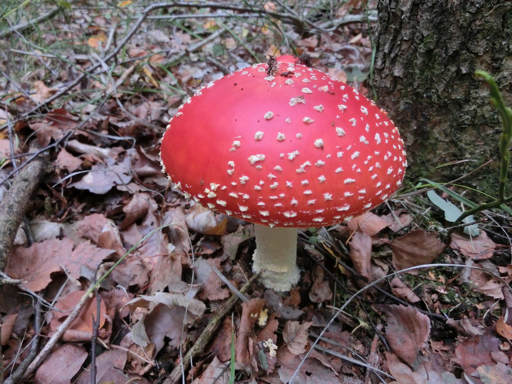 Ontdek de paddenstoelen in de Gravenallee